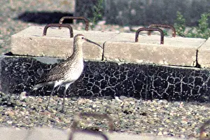 Yemen: Slender-billed Curlew