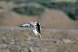 Yemen: Slender-billed Curlew - in flight