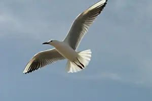 Tunisia: Slender-billed Gull - In flight