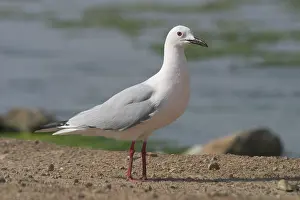 Tunisia: Slender-billed Gull standing on ground