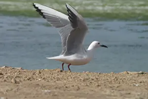 Tunisia: Slender-billed Gull, wings outstretched / raised