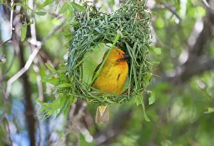 Namaqua: Slender-billed Weaver (Ploceus pelzelni)