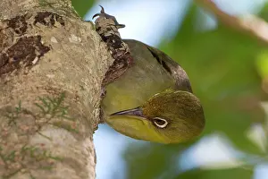 Zosterops: Slender-billed White-eye probing for food