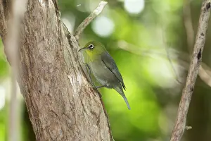 Zosterops: Slender-billed White-eye typically searching tree trunk