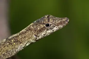 Polychrotidae: Slender (brown-eared) Anole