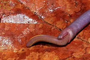 Gracilis: Slender Caecilian (Caecilia gracilis) eating a tropical