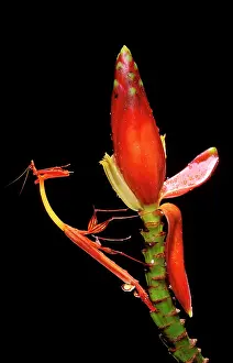 Denticulata: Slender Flower Mantis