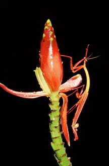Denticulata: Slender Flower Mantis