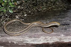 Legless: Slender Glass Lizard