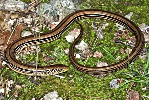 Oklahoma: Slender Grass Lizard