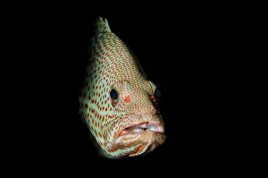 Papua: Slender Grouper