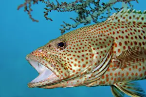 Strait: Slender Grouper