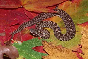 Hognose: Slender Hognose Viper
