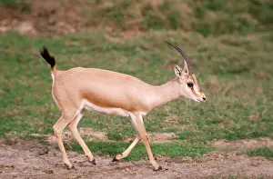 Kenneth Hoyle: Slender-horned / Rhim / Sand Gazelle