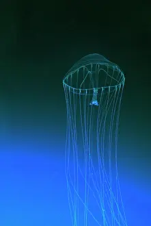 Formosa: Slender Jellyfish, north Pacific Ocean