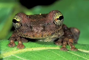 Osteocephalus: Slender-legged Treefrog - Giant Broad-headed Treefrog