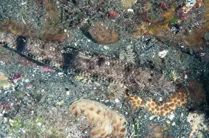 Gracilis: Slender Lizardfish