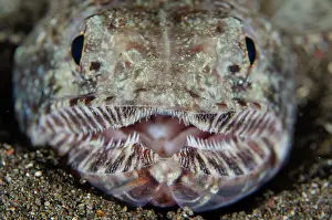 Teeth: Slender Lizardfish