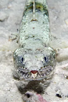 Aulopiformes: Slender Lizardfish - night dive - NusaBay Menjangan Hotel ho