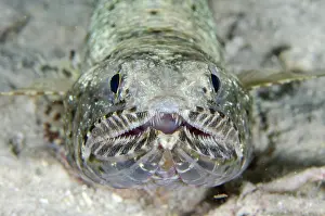 Aulopiformes: Slender Lizardfish - night dive - NusaBay Menjangan Hotel ho