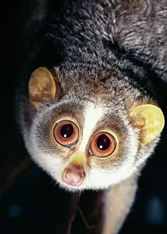 Loris: Slender loris