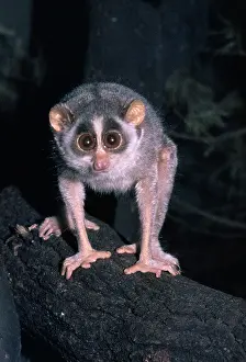 Staring: Slender LORIS
