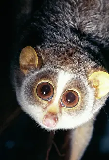 Loris: SLENDER LORIS - close-up face