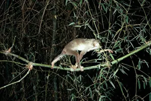 Loris: Slender Loris - In tree