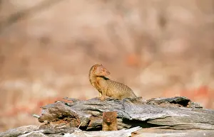 Sanguinea: Slender Mongoose