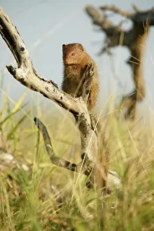 Sanguinea: Slender Mongoose