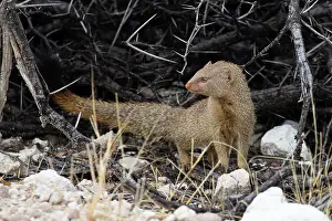 Sanguinea: Slender mongoose