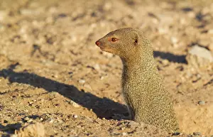 Sanguinea: Slender Mongoose - at its burrow