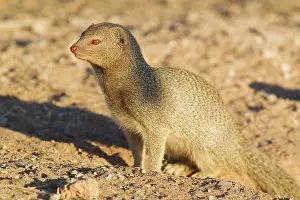 Sanguinea: Slender Mongoose - at its burrow