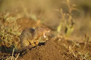 Sanguineus: Slender Mongoose (Galerella sanguine) adult yaw