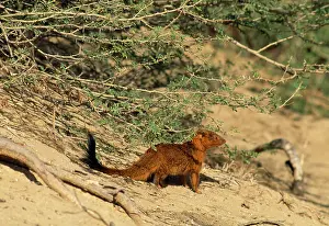 Sanguinea: Slender Mongoose - red phase