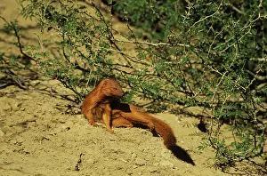 Mongooses: Slender Mongoose - red phase