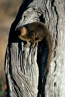 Mongooses: Slender Mongoose - on a tree trunk