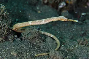 Pipefish: Slender Pipefish - Melasti dive site, Amed, Karangasem