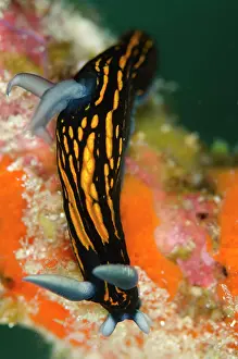 Gracilis: Slender Roboastra Nudibranch Wainilu dive site