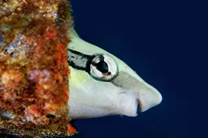 Wreck: Slender Sabretooth Blenny - in bottle - Boga Wreck