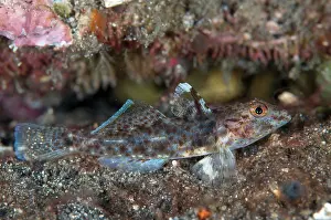 Retreat: Slender Sandgoby