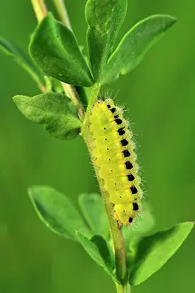 Zygaena: Slender Scotch Burnet caterpillar
