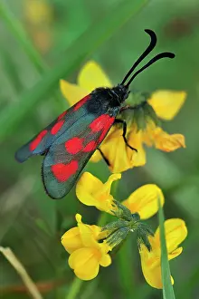 Vetch: Slender Scotch Burnet on horseshoe vetch