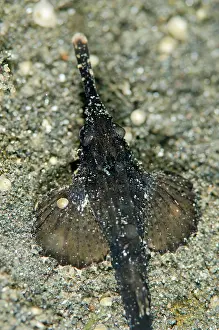 Volitans: Slender Sea Moth on black sand Joleha dive site