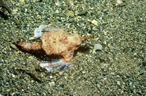Pegasus: Slender SEA MOTH / Dragonfish - Female