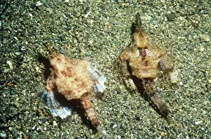 Pegasus: Slender SEA MOTH / Dragonfish - Male and female