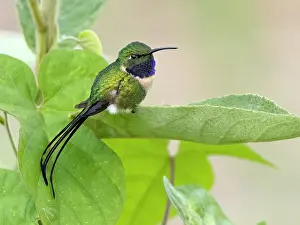 Guatemala: Slender Sheartail (Doricha enicura), male, Guatemala