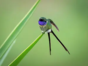 Guatemala: Slender Sheartail (Doricha enicura), male, Guatemala