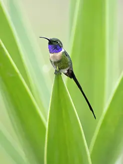 Guatemala: Slender Sheartail (Doricha enicura), male, Guatemala