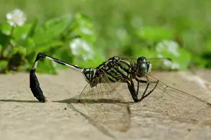 Hawk: Slender Skimmer Dragonfly